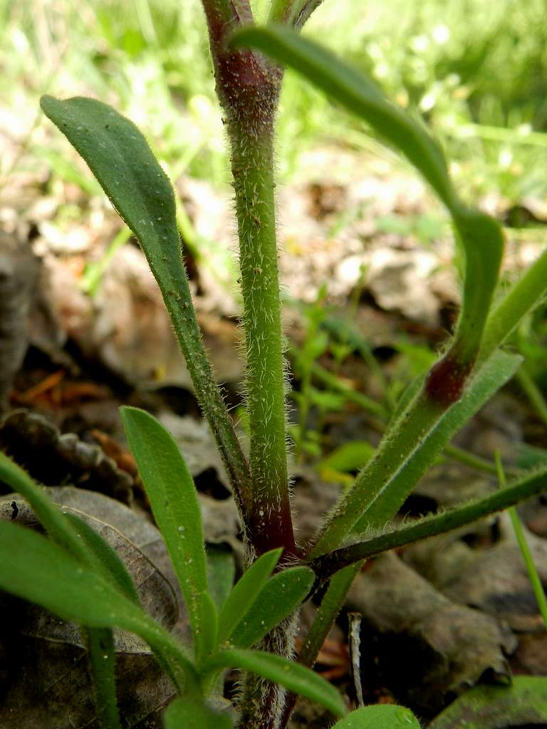 Silene gr. colorata